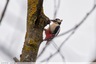 Pic épeiche dans le bois de la Caprice