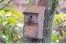Mésange à la recherche d'un nichoir