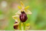 Une ophrys de mars en bordure de la Bartole