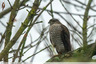 L'épervier des jardins