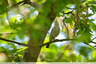 Un pouillot vient chanter au fond du jardin