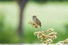 Des bruants sur la friche