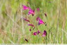 Une jolie fleur sur la friche