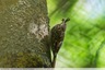 Pauvre papillon