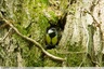 Mésange au nid