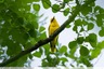 Un Loriot à côté du bois de la Caprice