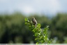 Bruant proyer de la friche