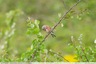 La linotte sur la friche