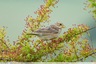 Un Bruant de la friche