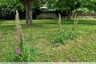Les orchis boucs près de la maison de retraite