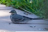 Deux bergeronnettes dans notre jardin