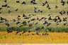 Des centaines de pigeons chemin du Pech