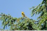 2 beaux oiseaux de Tanaria