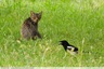 Comme Pie et Chat