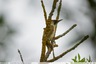 Un pic vert au dessus du Cabousset