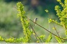 Une fauvette grisette