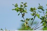 Une cisticole qui cherche l'ombre sur la friche