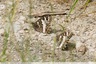 Des silènes en bordure d'hero
